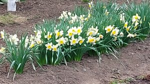 вышивальные планы на май 2025