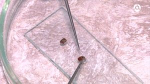 Сезон клещей 2025