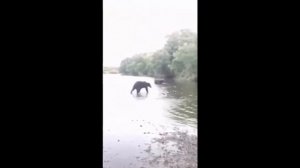 #Медведи# Медведи пришли к рыбакам за рыбой