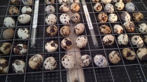 Все что нужно знать о инкубации перепелиных яиц. Режим инкубации перепёлок.