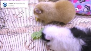 Сериал Жили Были СВИНКИ🐽, хомки 🐹 и КОТ 😸 / Жизнь ЗАМЕЧАТЕЛЬНЫХ питомцев / Алиса Изи и мои хомяки