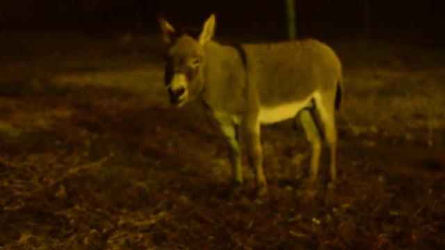 Ослик Василек желает всем спокойной ночи смотреть онлайн