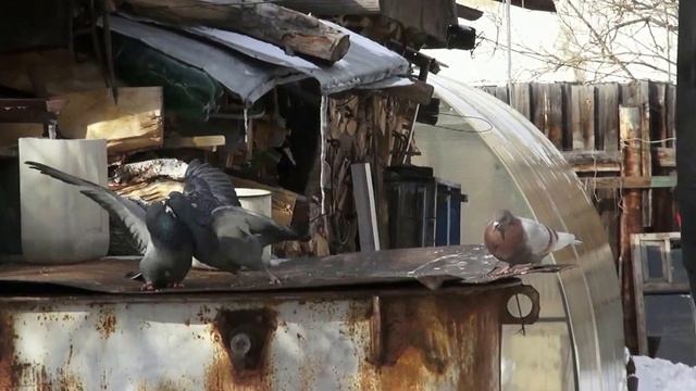 Болевой приём голубя Pigeons fight