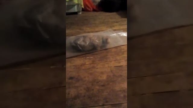 Прикол. Кошка и пакет смотреть онлайн