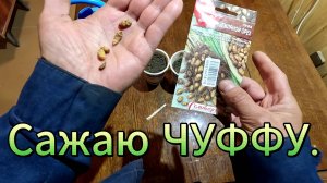 Взошла огурдыня