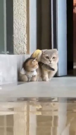 Улыбнитесь🐈