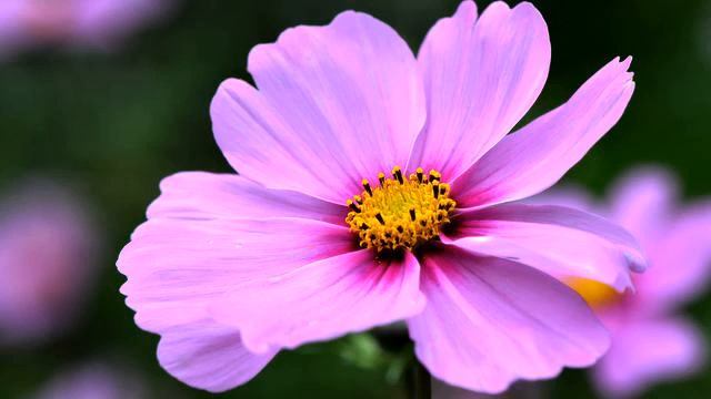 Самые лучшие русские песни и фото онлайн смотреть онлайн