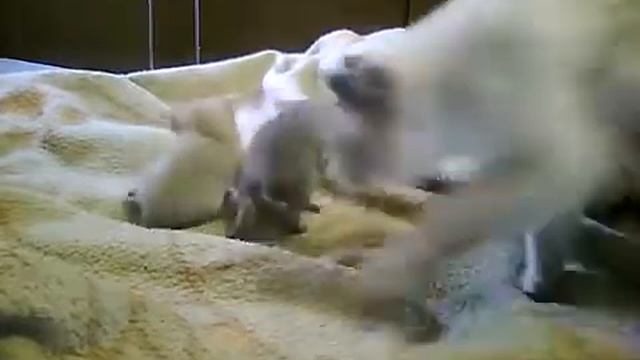 Забавные котятки - ребятки. смотреть онлайн