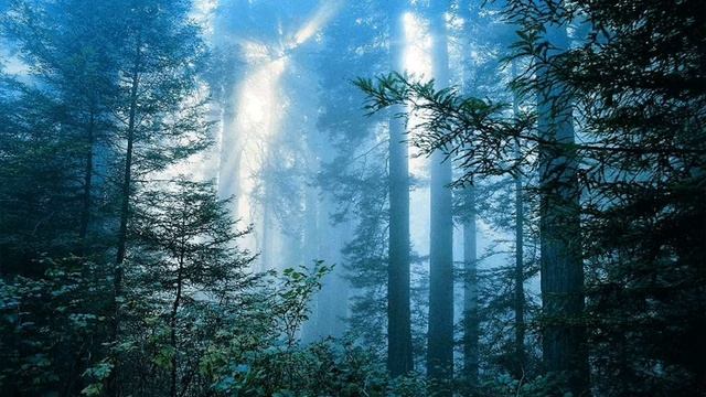 По следам Волхвов (Po sledam Volkhvov) - Дневной Лес (Daytime Forest) смотреть онлайн