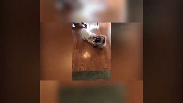 Коты приколы Смотреть видео про котов Видео с питомцем Подборка новых видео про котов Лучшие прикол