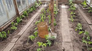 80 КОРНЕЙ?!!(мне и не снилось)