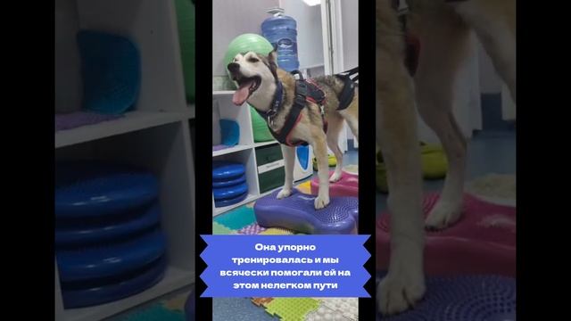 Небо. Пациент ветеринарного центра Polivet