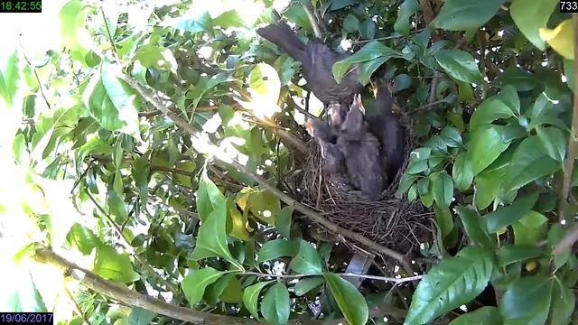 Je sais maintenant pourquoi mes framboises disparaissent ! смотреть онлайн