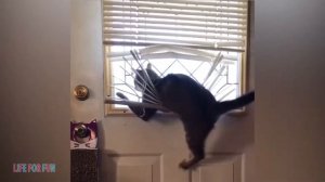 Я РЖАЛ ДО СЛЕЗ😂 Смешные видео ● приколы с котами и собаками, КОТЫ ПРИКОЛЫ #2  Funny Cats Compilatio