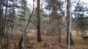 Курцхаар Райт, вальдшнеп