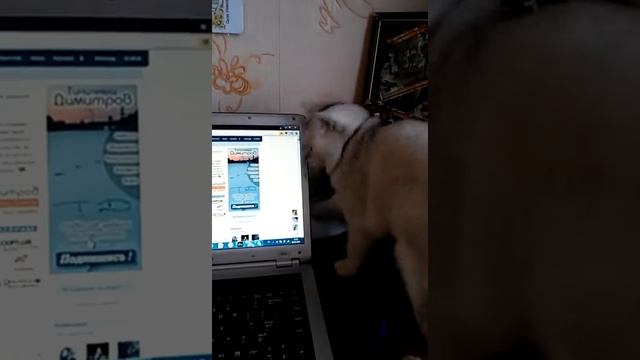 Лягушка дразнит кота) смотреть онлайн