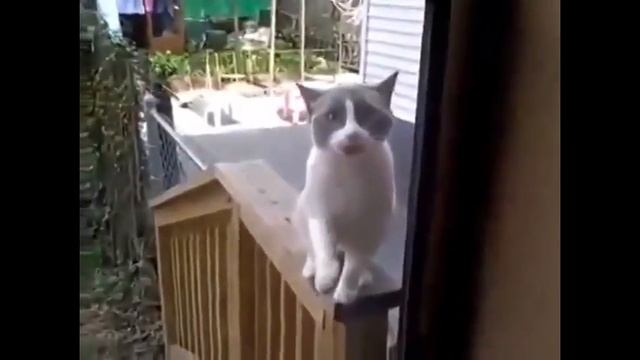 Самые смешные котики!!! Позитив на весь день!