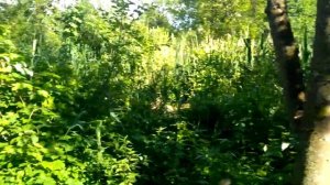 потерянные в джунглях