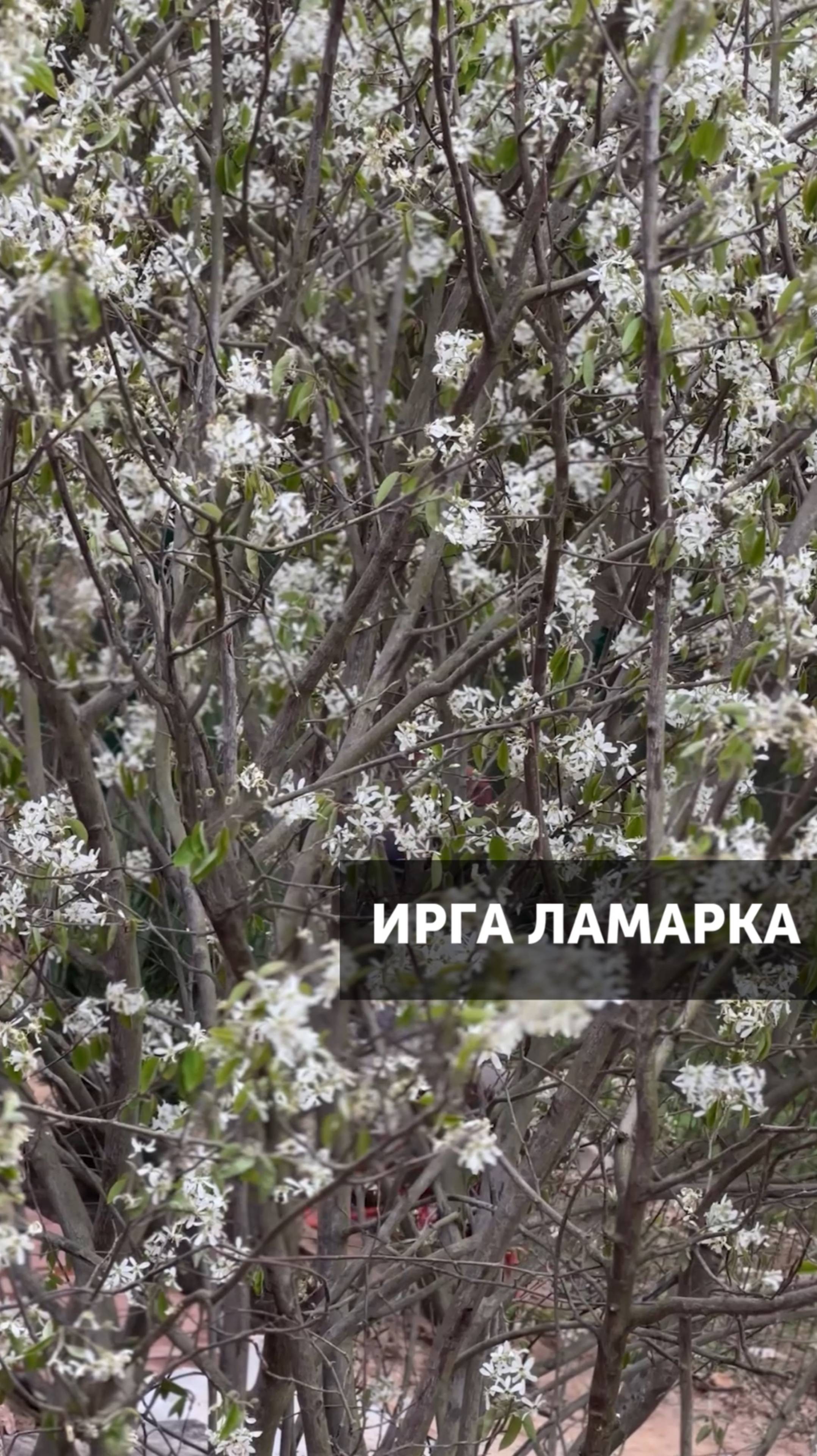 ИРГА ЛАМАРКА #ландшафт #ландшафтныйдизайн #благоустройство #растения #загороднаяжизнь