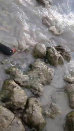 охота на утку.пеганка Дагестан