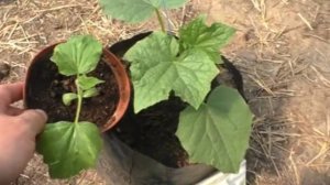Почему рассада огурцов чахнет? 🥒➡️🌱 Наглядный разбор!