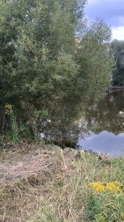 Прудик в городе