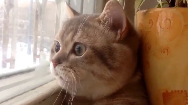 самые смешные приколы про котов,