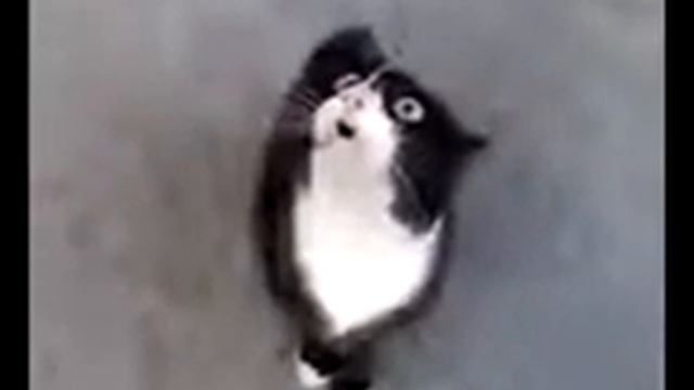 прикольный котик смотреть онлайн