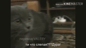 ШОК!!!Кот ругается матом на хозяйку! Ей изменяет парень!