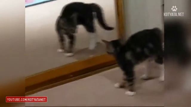 😺 ПРИКОЛЫ С КОШКАМИ И КОТЯТАМИ/FUNNY CATS AND KITTENS HD 2017 #103