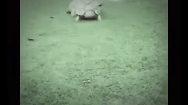 Самое смешное видео на YouTube (Песня про Друзья) смотреть онлайн