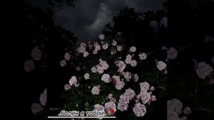 💕 цыганская песня 🥀 🖤