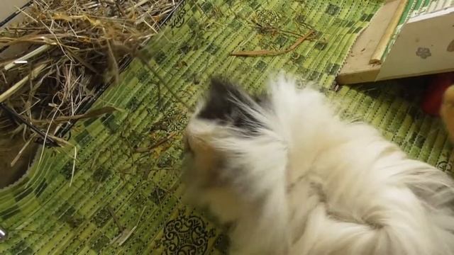 Новая лежанка Сено с календулой Отправляю призы смотреть онлайн