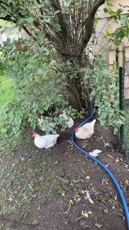 live stream - chicken cam - carsons-chickens
