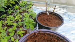 Воскресный обзор.Растения после заморозков.27 апреля.