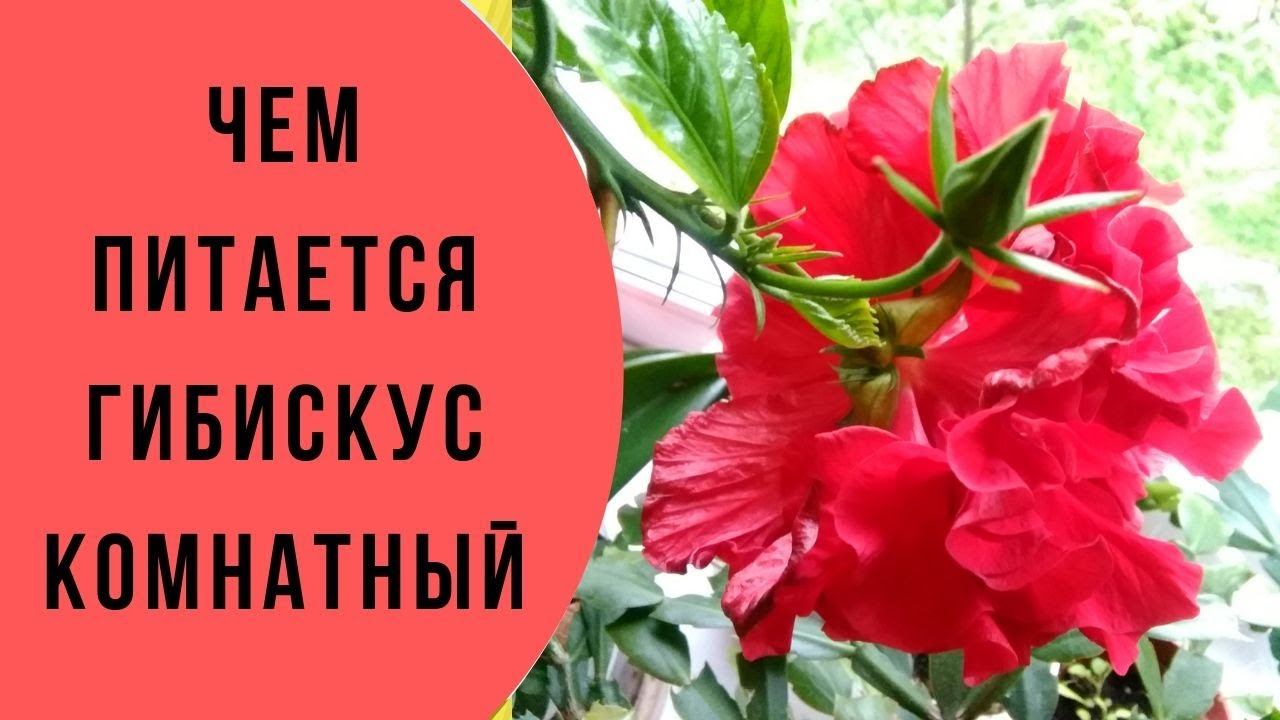 Чем подкормить цветы  Китайская роза  Применение удобрений