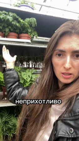 #комнатныерастения #фитодизайн #озеленение
