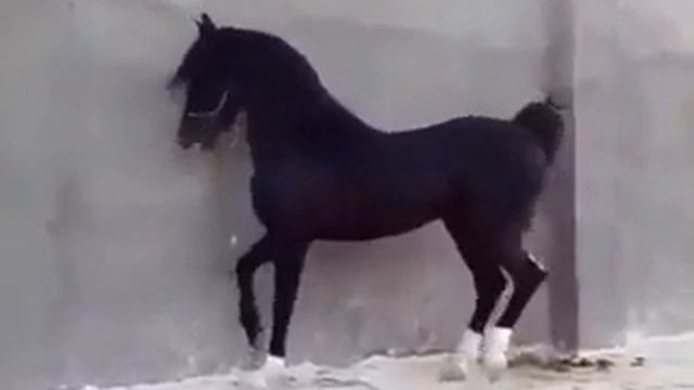 Невероятно грациозная и пластичная лошадь)))) смотреть онлайн