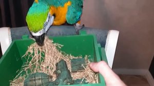 Говорящий попугай ара принимает подарок на 23 февраля. Что выберет попугай Рома?