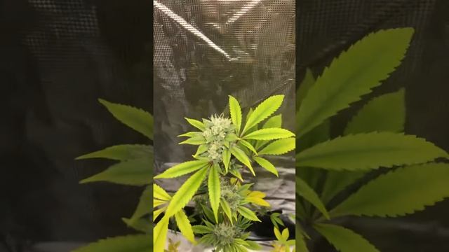 Buddy’s Grow FINAL UPDATE смотреть онлайн