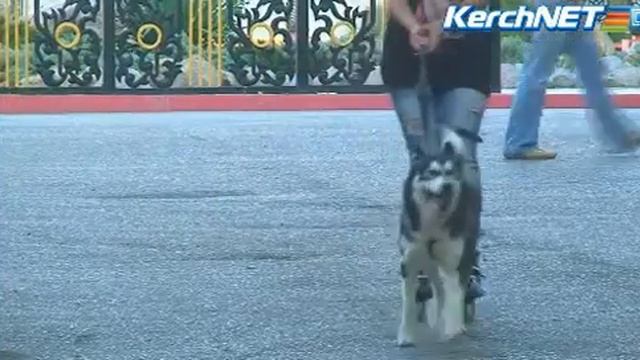 Ездовой хаски тянет роллера смотреть онлайн