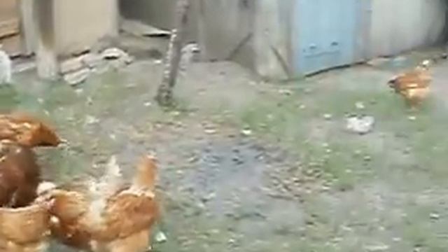 прикольные куры смотреть онлайн