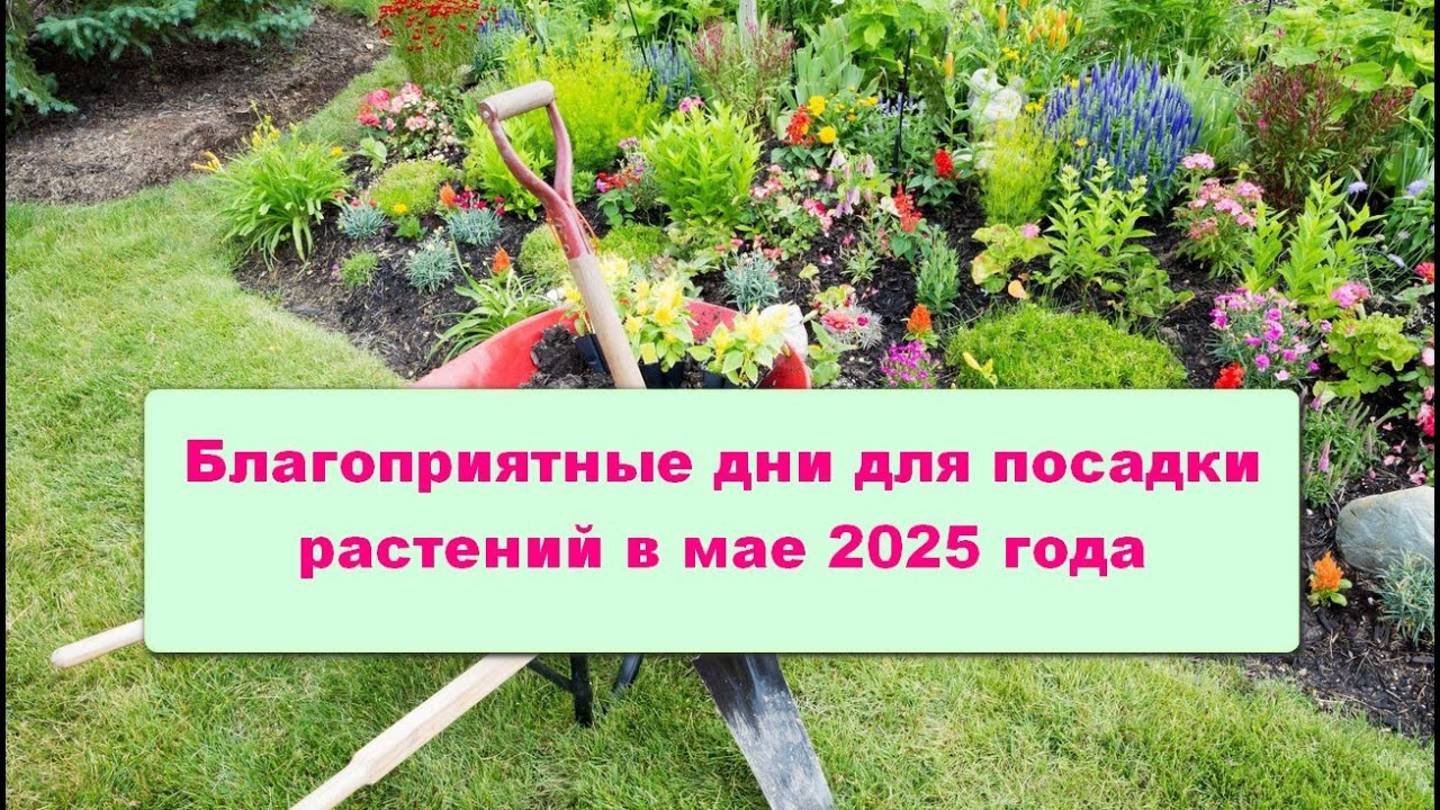 Благоприятные дни для посадки растений в мае 2025 года по Лунному календарю 🌱🌕