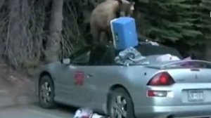 Медведь распотрошил кабриолет