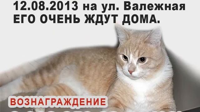 Пропал кот Леха смотреть онлайн