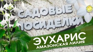 Эухарис  - секреты ухода и выращивания в домашних условиях. Почему не цветет. Пересадка (1)