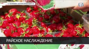 Сбор сочной и ароматной клубники в Крыму в самом разгаре