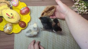 Игрушка цыпленок\\сп "Вязанные уютные мелочи"