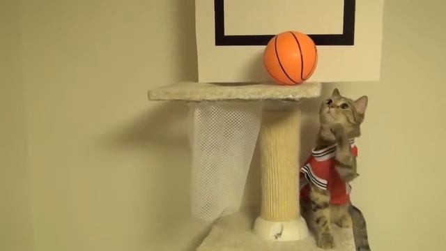 Коты играют в баскетбол! Смешно смотреть! Коты приколисты смотреть онлайн