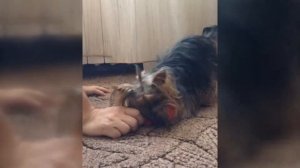 Йоркширский терьер. Злой и страшный Йоркширский терьер